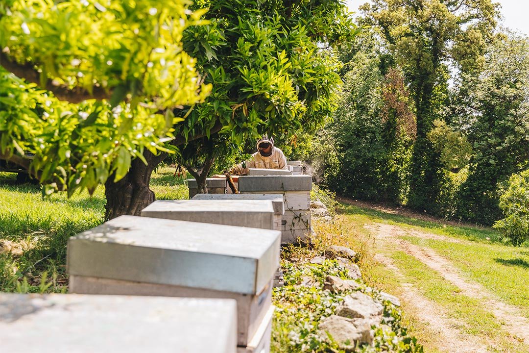 Qualité du miel : l’impact du terroir. Chaque terroir avec son climat, son sol et sa flore, confère des caractéristiques spécifiques au miel