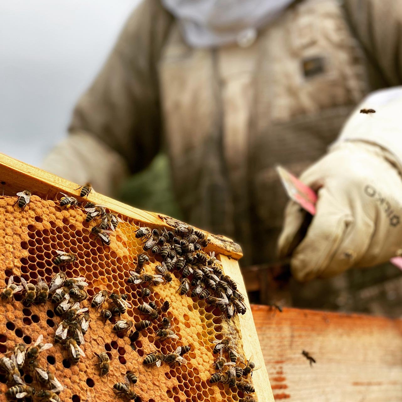 Élevage des abeilles Marlene HAHUSSEAU