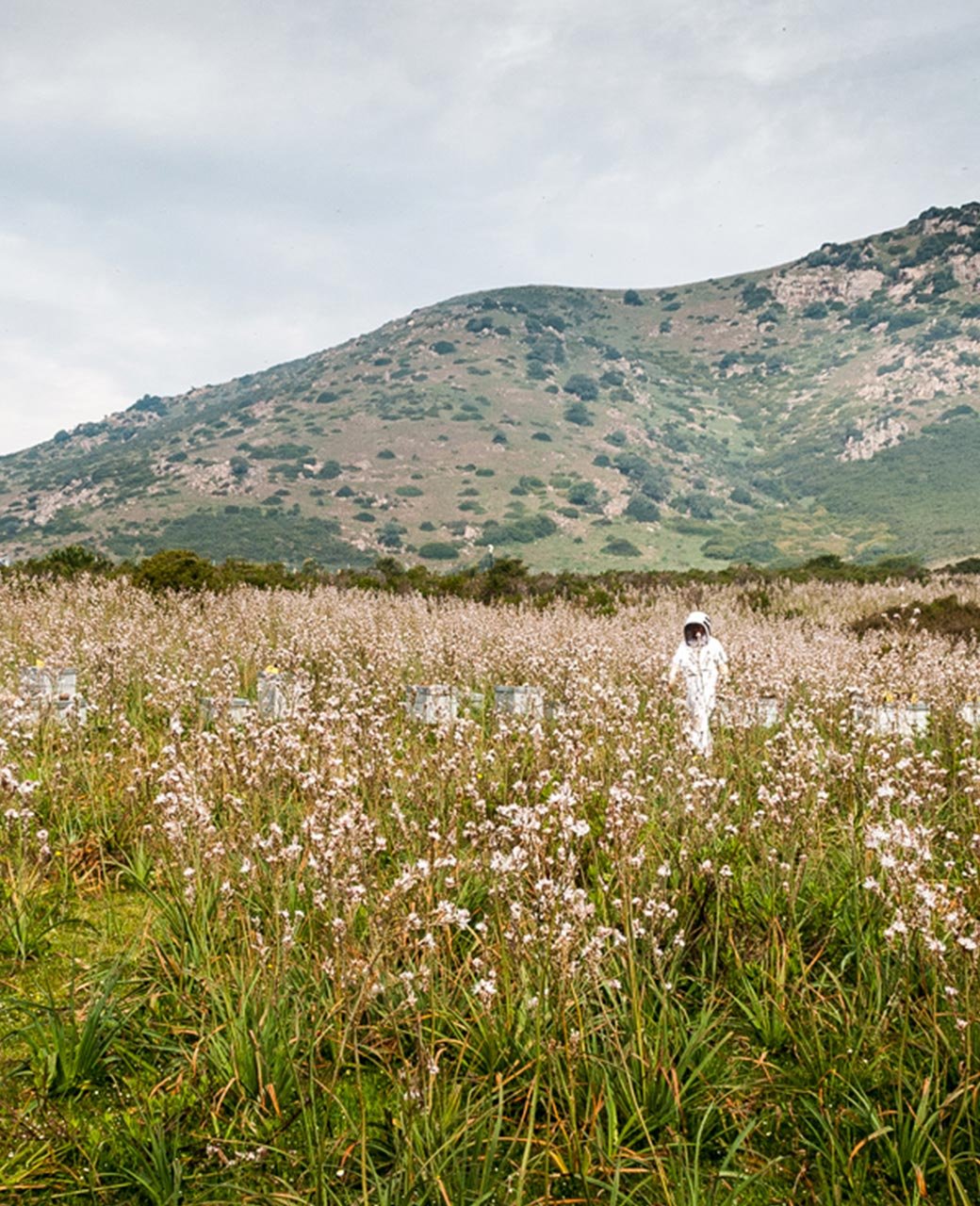 La diversité des saveurs et des arômes des miels certifiés est une véritable exploration gustative liée aux régions de production. Chaque terroir, avec ses spécificités géographiques, climatiques et florales, imprègne le miel de caractéristiques sensorielles uniques.